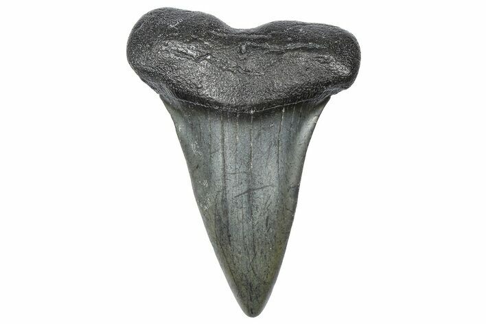 Fossil Broad-Toothed Mako Tooth - South Carolina #360918